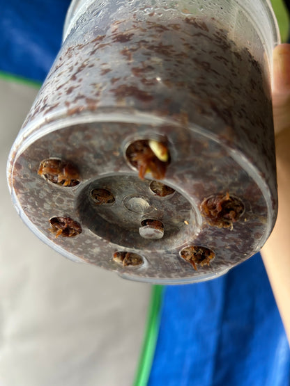 Monstera Matcha Mint