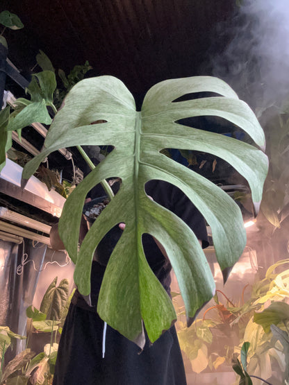 Monstera Jungle Full Mint Top Cut