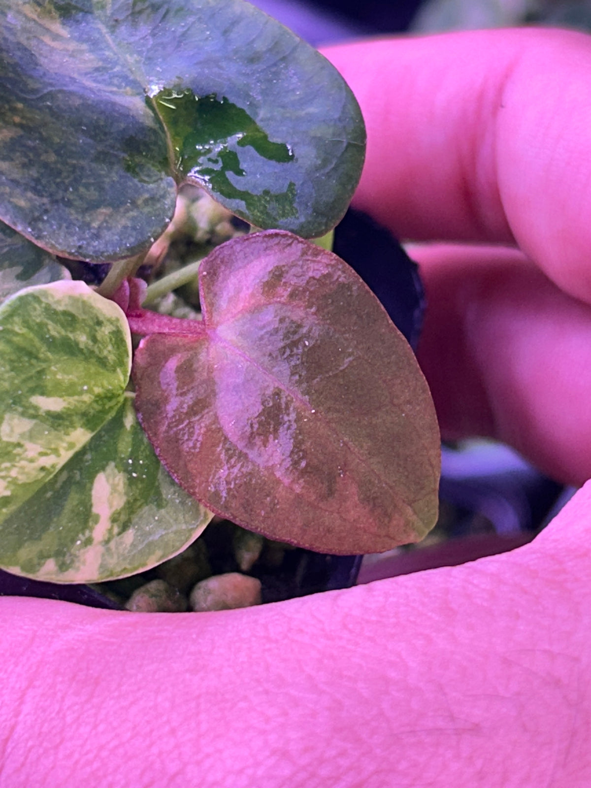 Variegated Anthurium (Crystallium x AOS) x (SKG Pink Lemonade x RC)