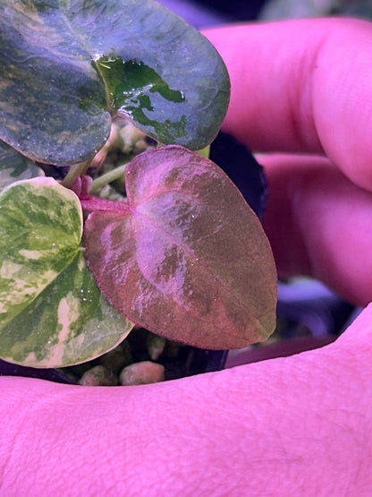 Variegated Anthurium (Crystallium x AOS) x (SKG Pink Lemonade x RC)