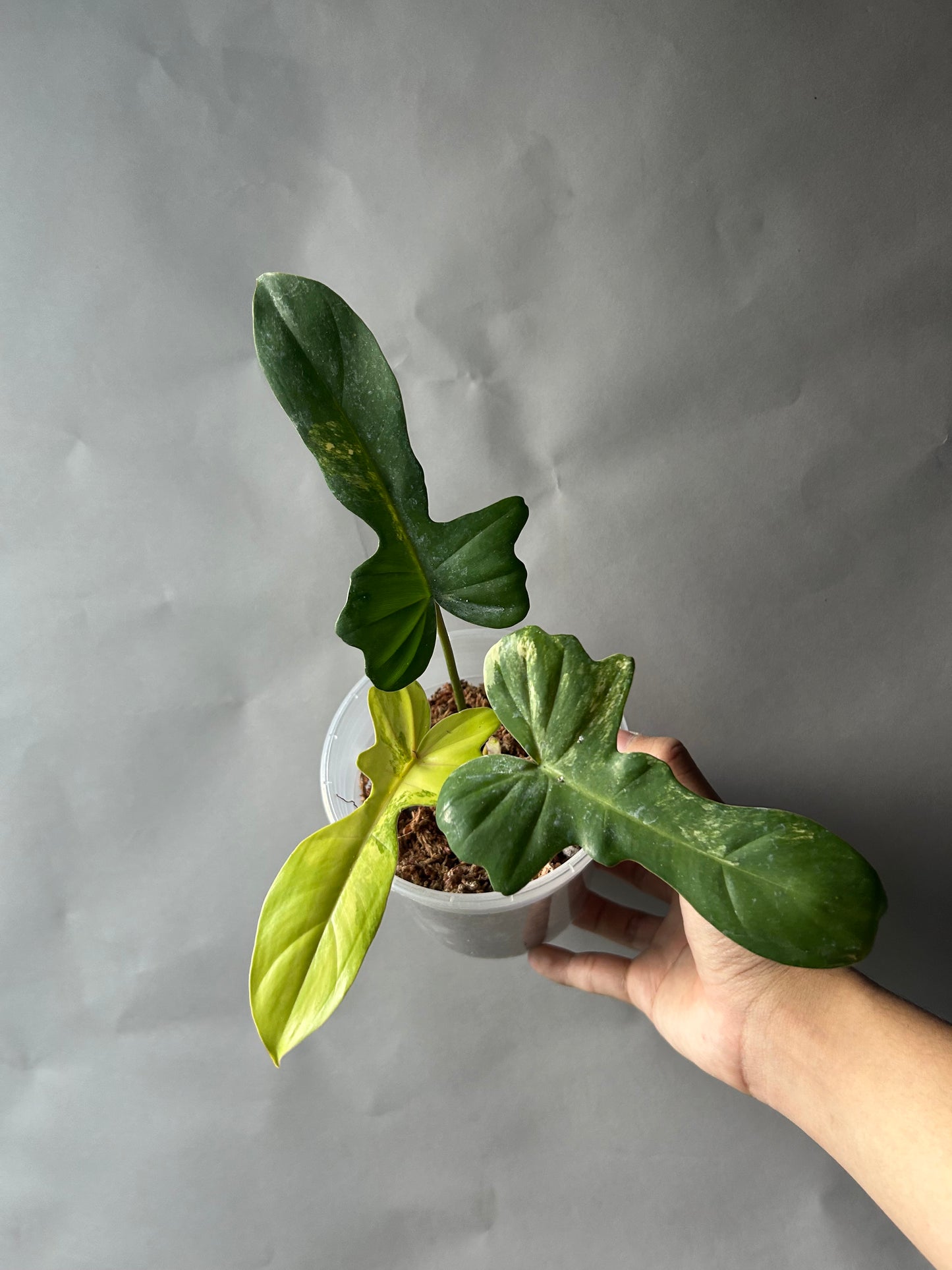 Philodendron Florida Beauty x Mayoi