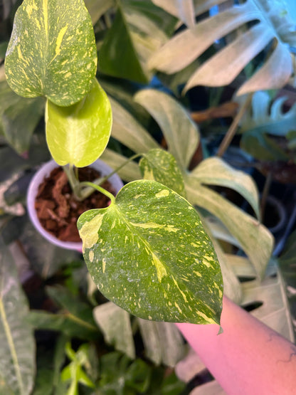 Monstera Deliciosa Electrolytes
