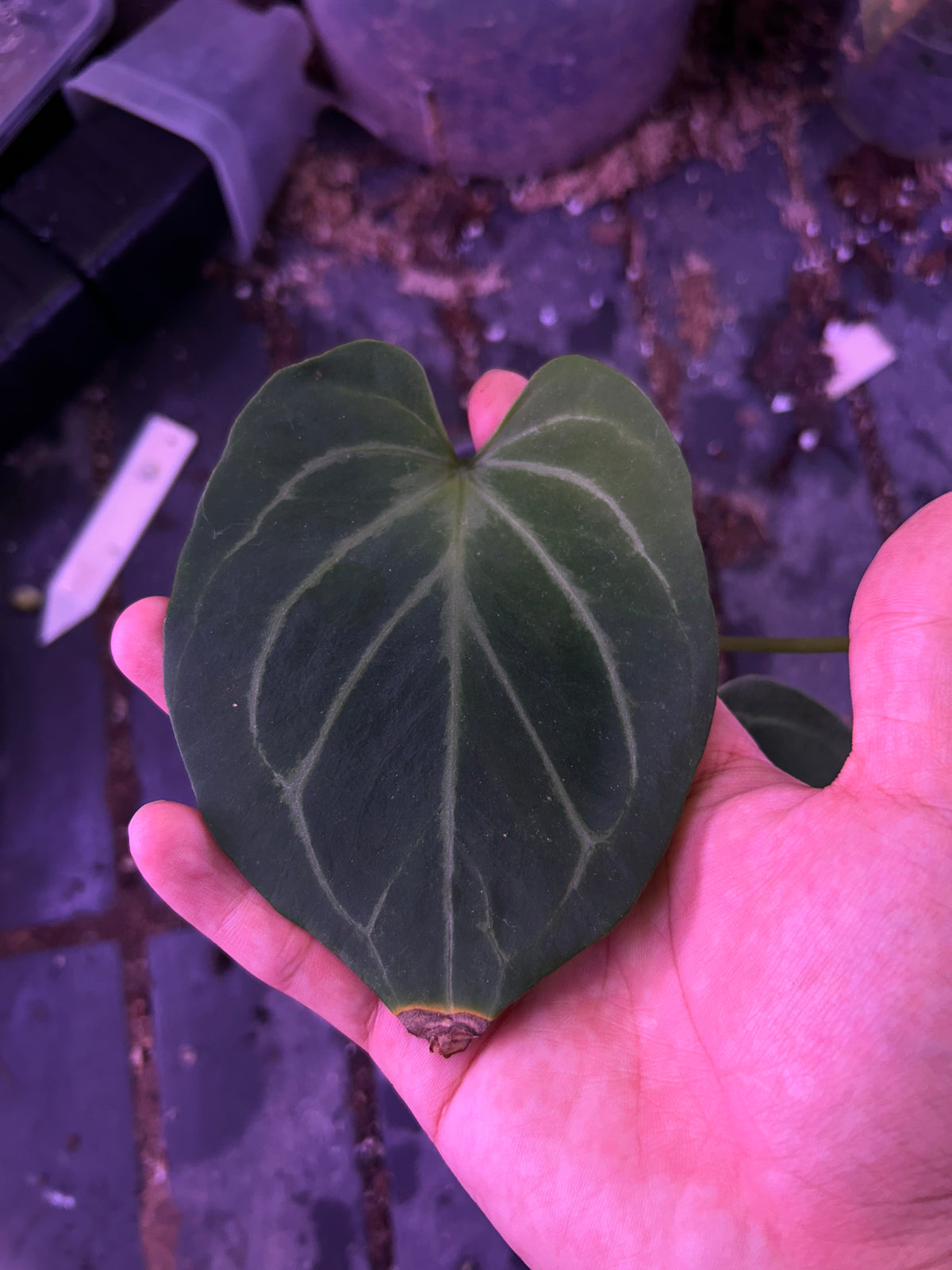 Anthurium King Of Spade
