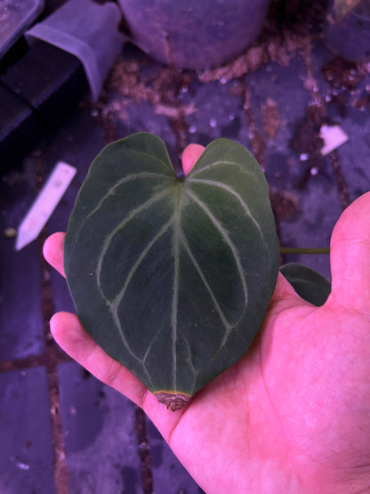 Anthurium King Of Spade