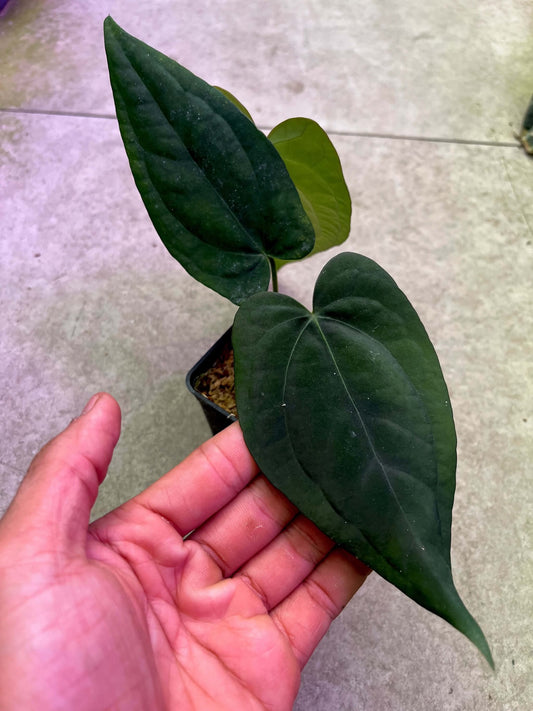 Anthurium AOS ‘Tezula’ x BVEP By Han Kirok