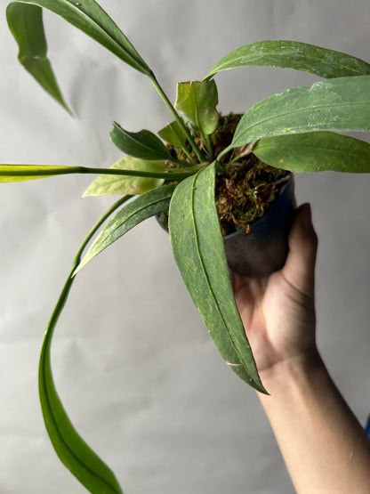 Anthurium Vittarifolium Variegated