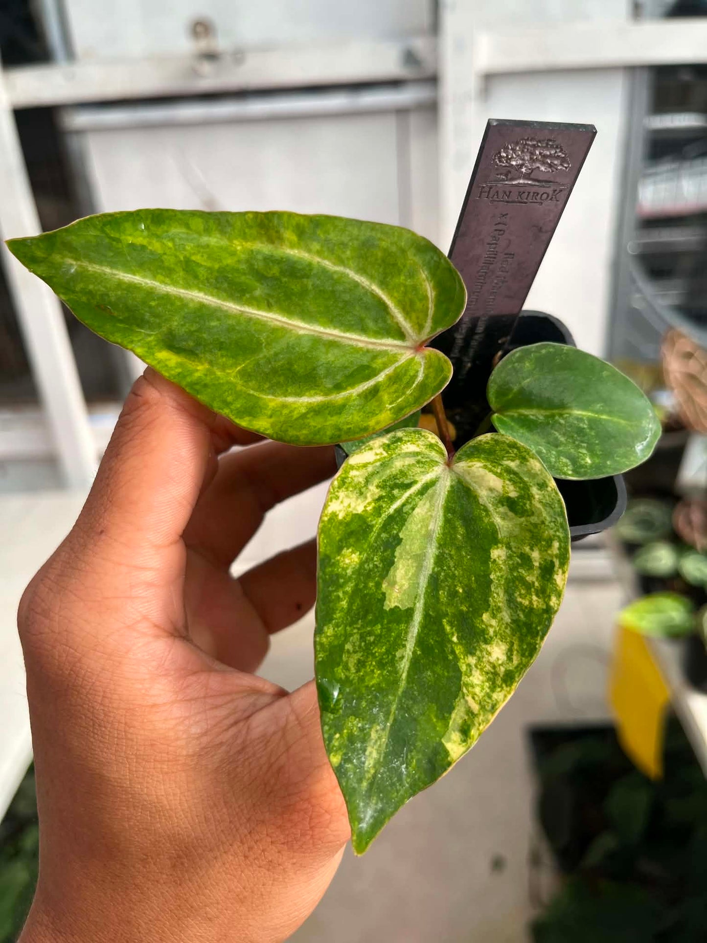 Anthu Red Magnificum Var x Anthu ( Pap Var x Guna Yala) by Han Kirok