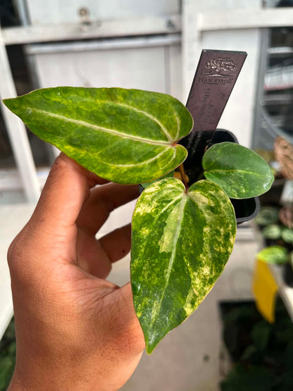 Anthu Red Magnificum Var x Anthu ( Pap Var x Guna Yala) by Han Kirok