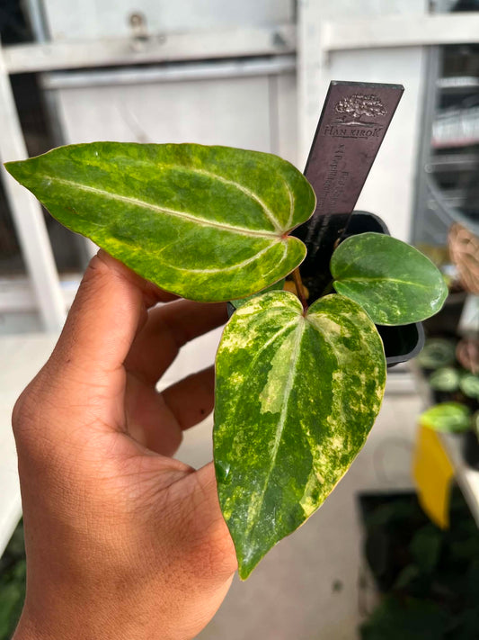Anthu Red Magnificum Var x Anthu ( Pap Var x Guna Yala) by Han Kirok