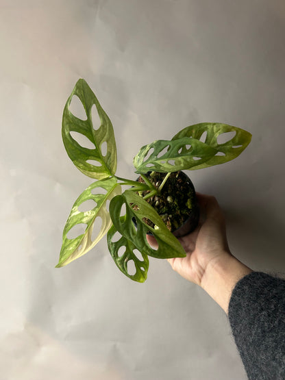 Monstera Adansonii Tricolor