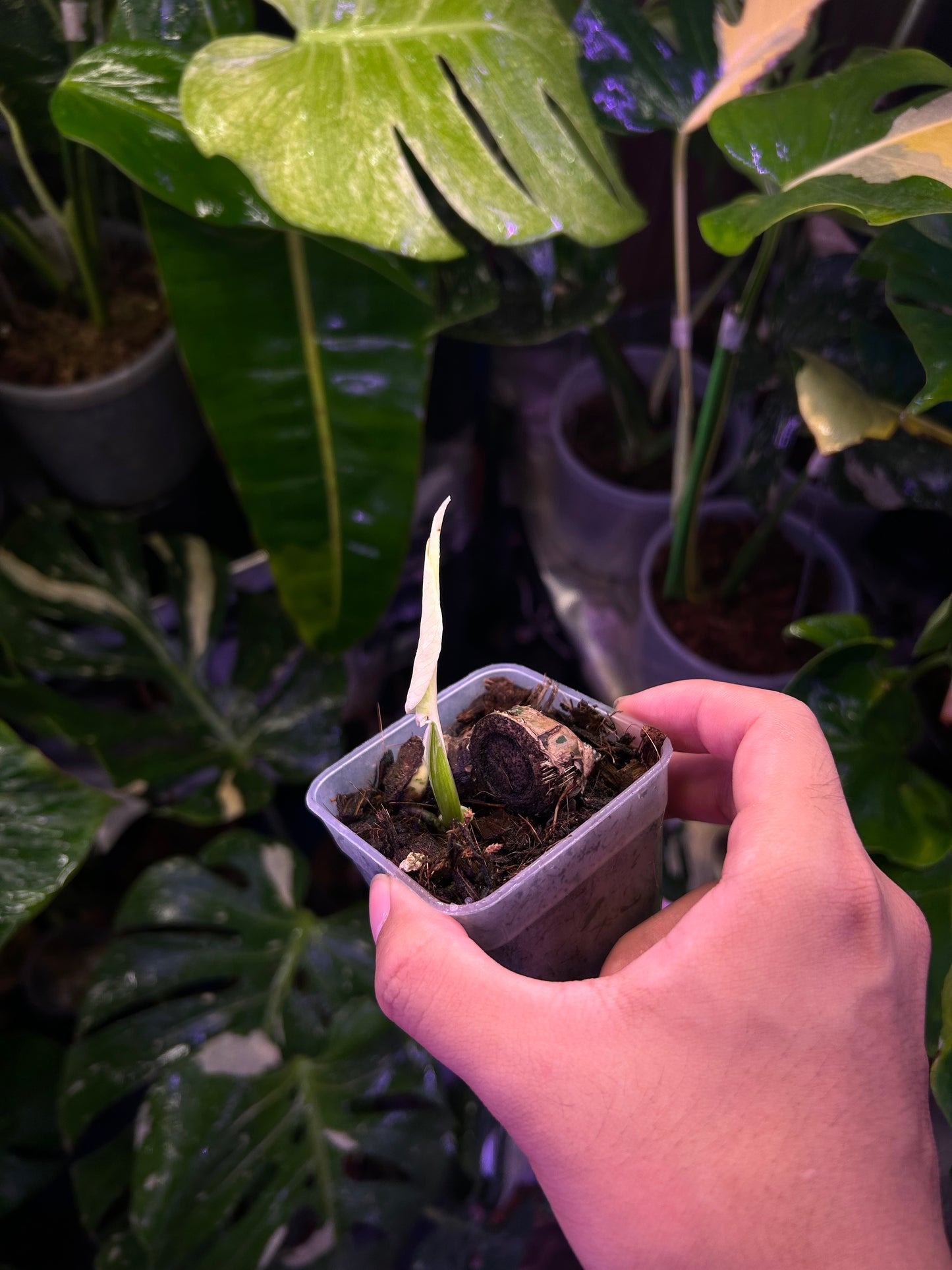 Monstera Deliciosa Albo (Large Form)