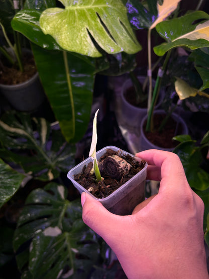Monstera Deliciosa Albo (Large Form)