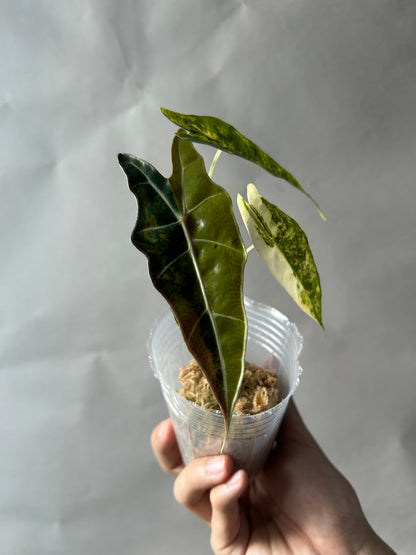 Alocasia Sanderiana Bull Aurea