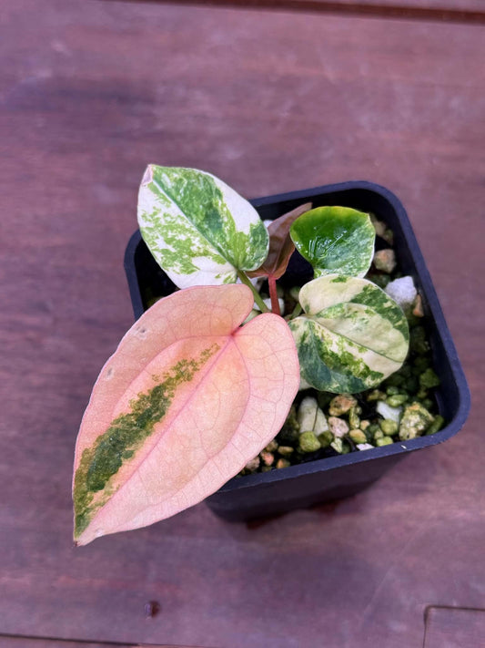 Anthurium (Papillilaminum Var x Dressleri) x (SKG Pink Lemonade x RC)
