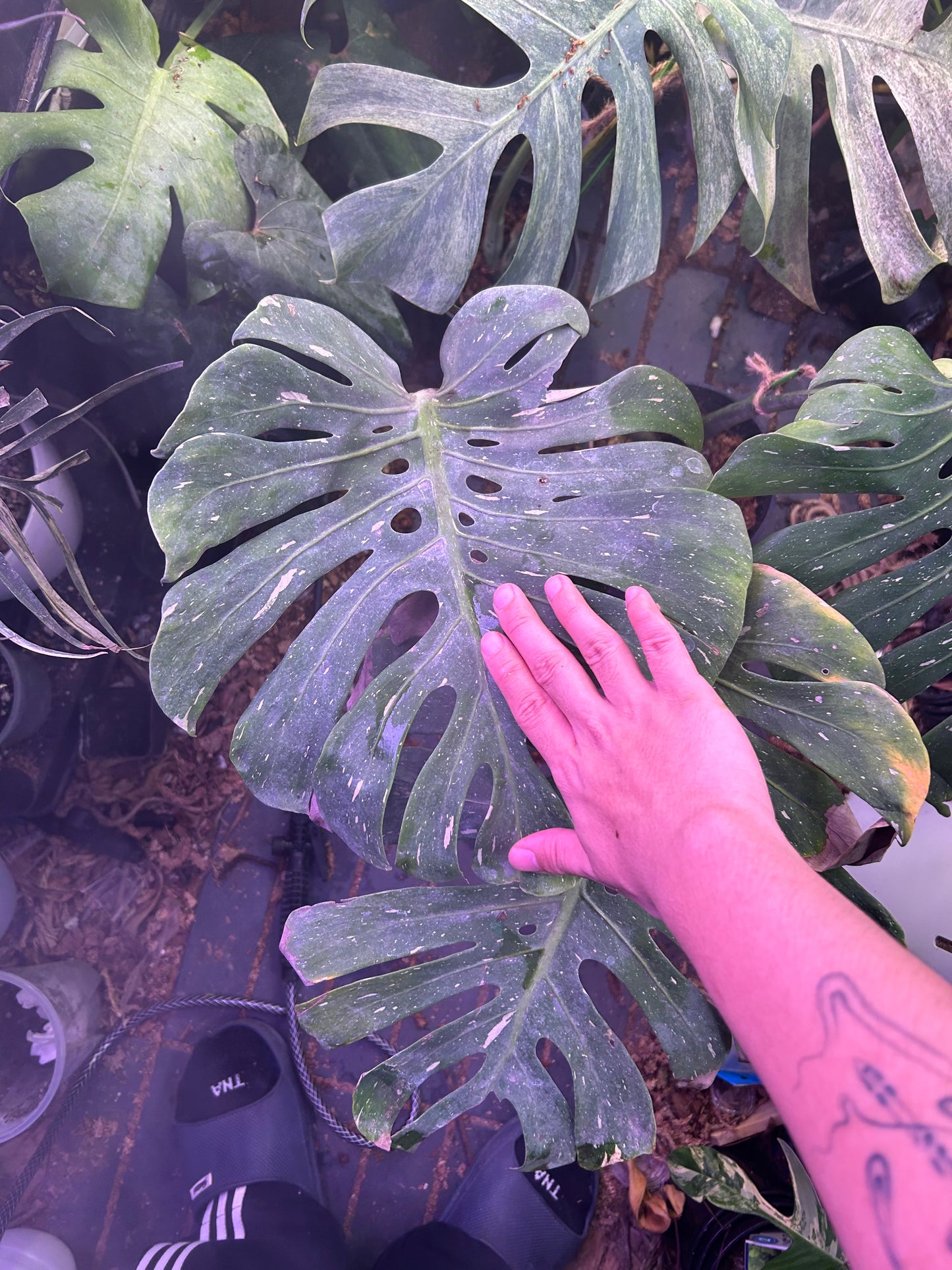 Monstera Fishbone ( Full Plant )