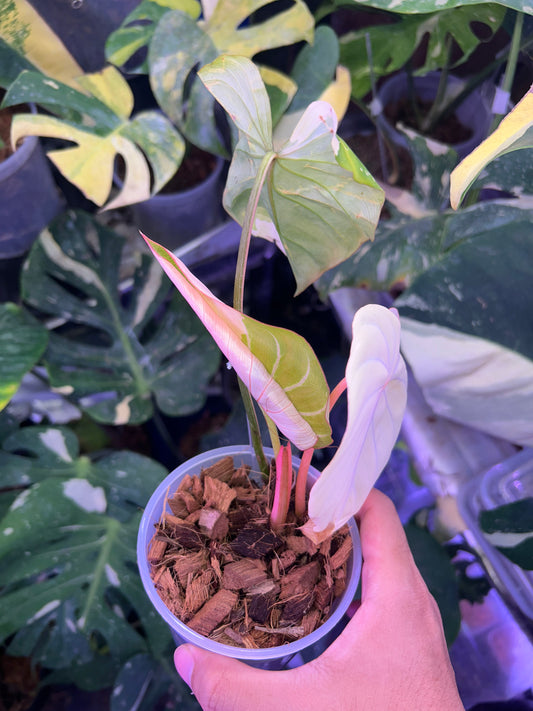 Philodendron Gloriosum Albo Type 1