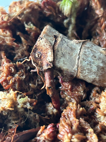 Philodendron Caramel Marble Cutting