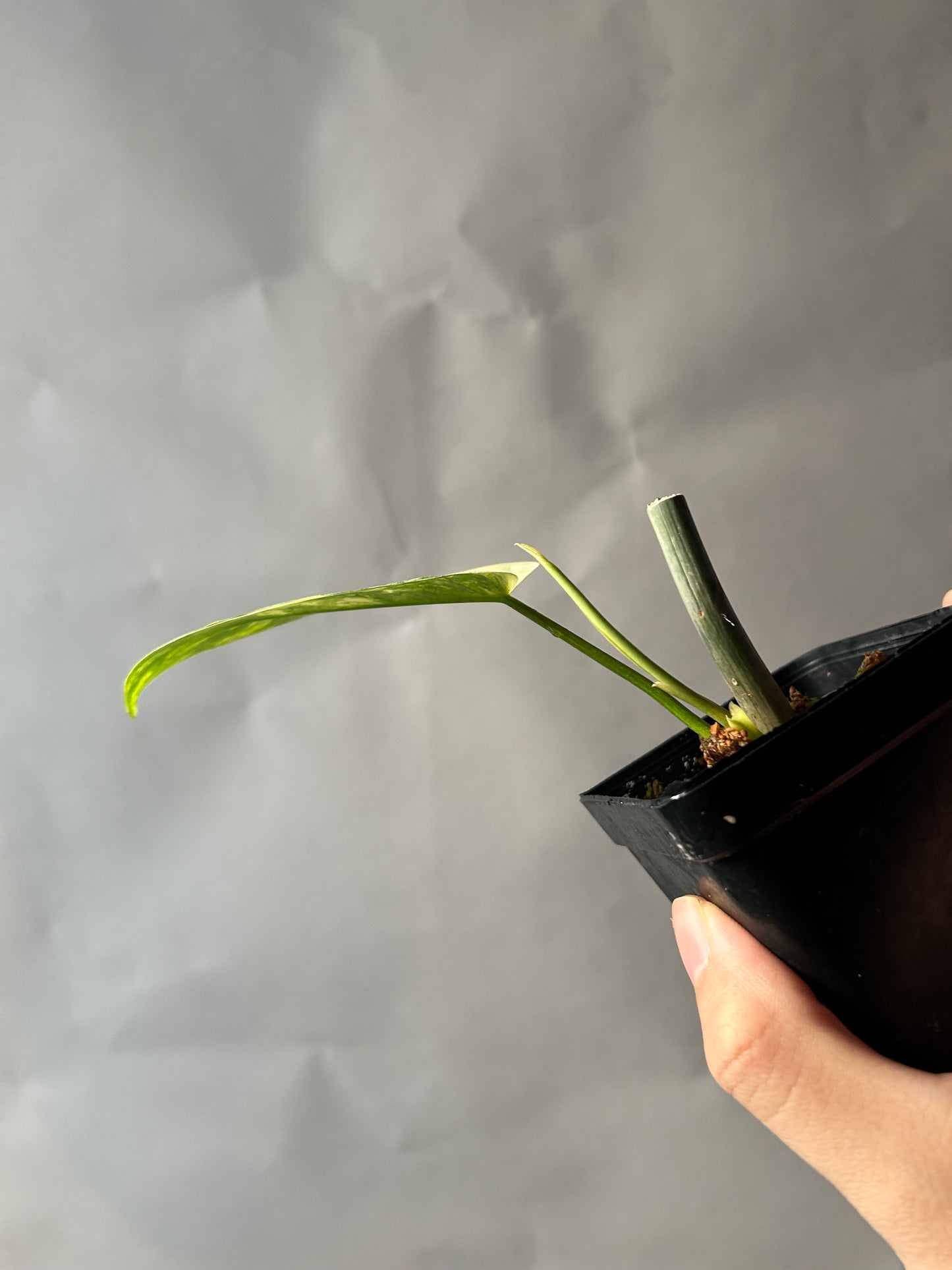 Philodendron Florida Beauty X Mayoi ( Kitina)