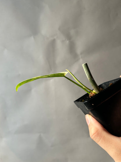 Philodendron Florida Beauty X Mayoi ( Kitina)