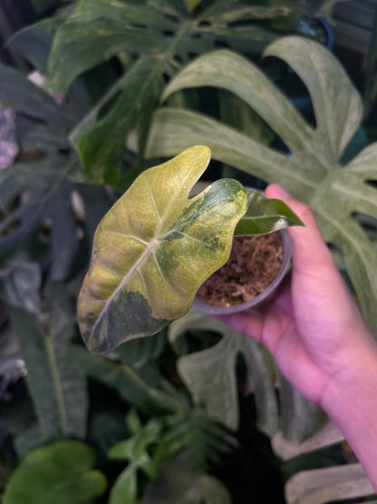 Alocasia Pseudo Aure