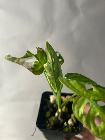 Monstera Adansonii Tricolor