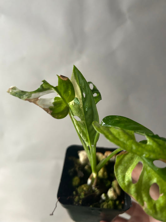 Monstera Adansonii Tricolor