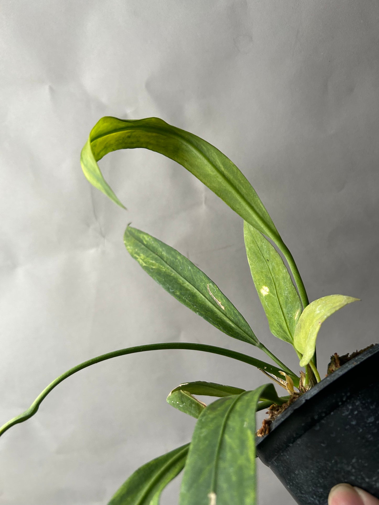 Anthurium Vittarifolium Variegated