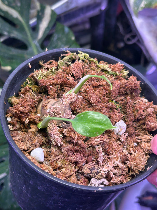 Monstera Fishbone Whole Bottom Cut