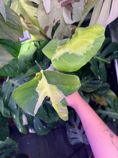 Monstera White Lava Top Cut