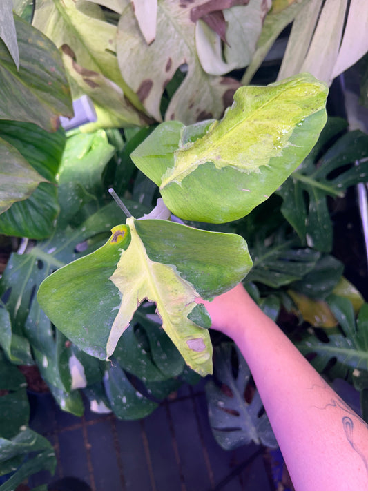 Monstera White Lava Top Cut