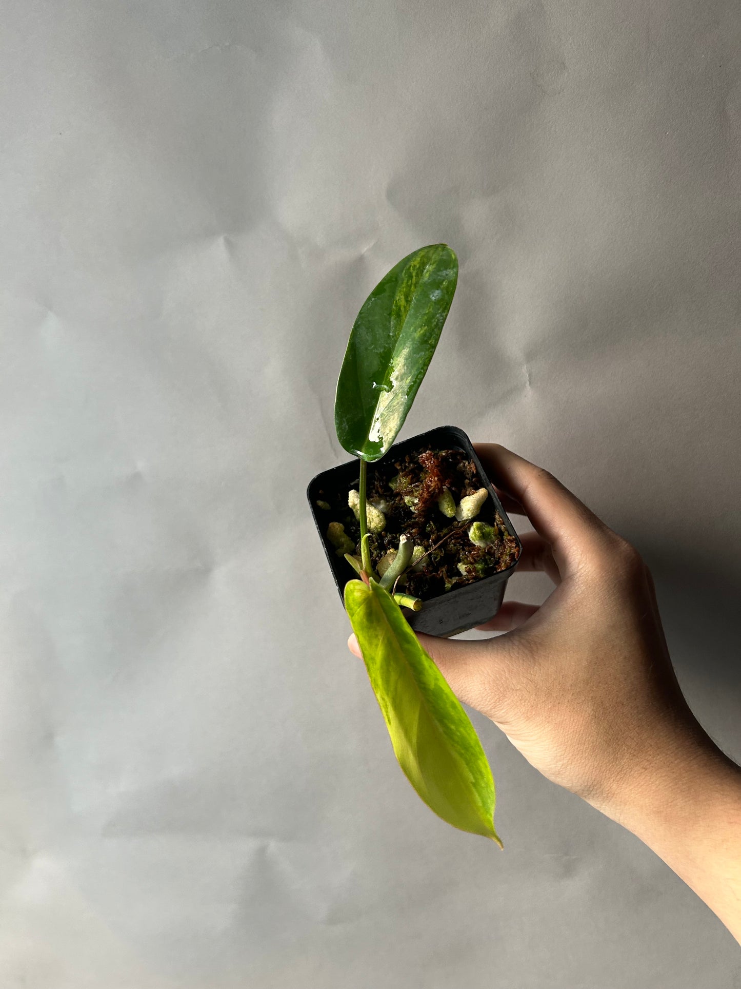 Philodendron Florida Beauty X Mayoi ( Kitina )