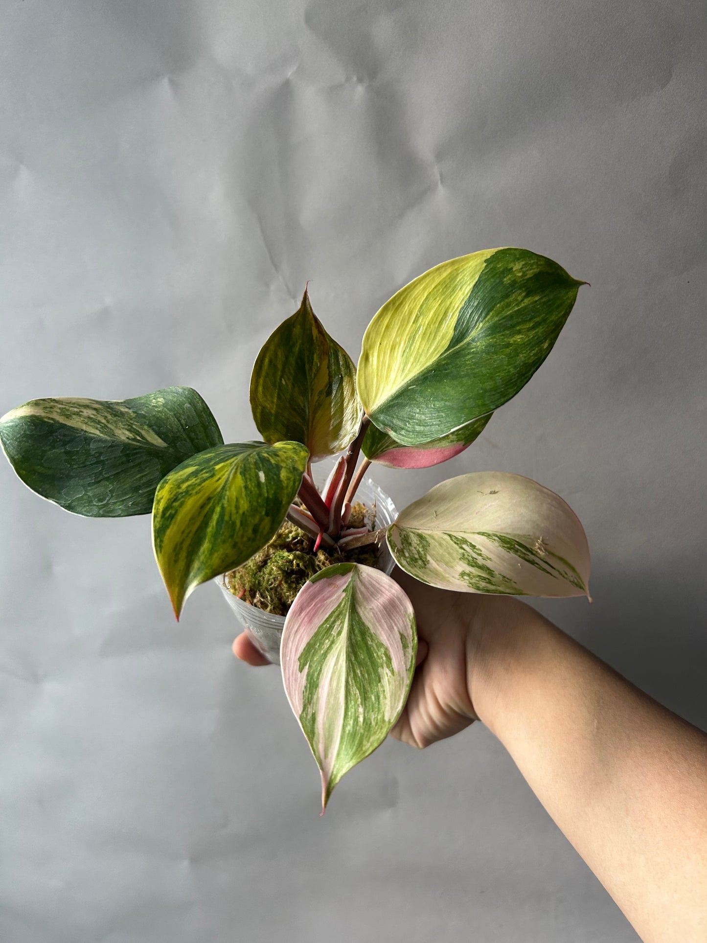 Philodendron White Knight Tricolor