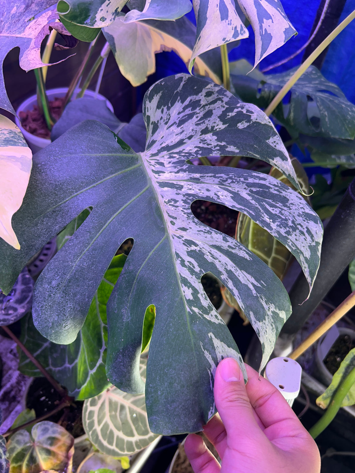 Monstera Bulbasaur XXL (5 Leafs)