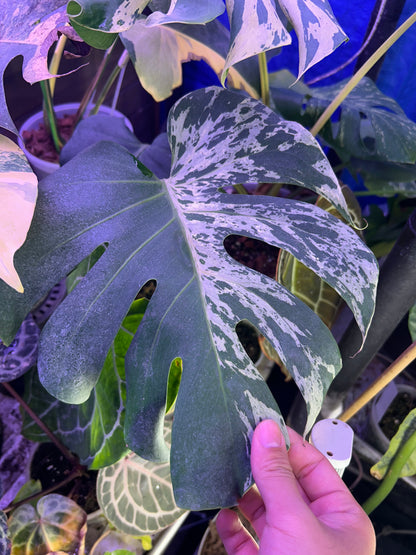 Monstera Bulbasaur XXL (5 Leafs)