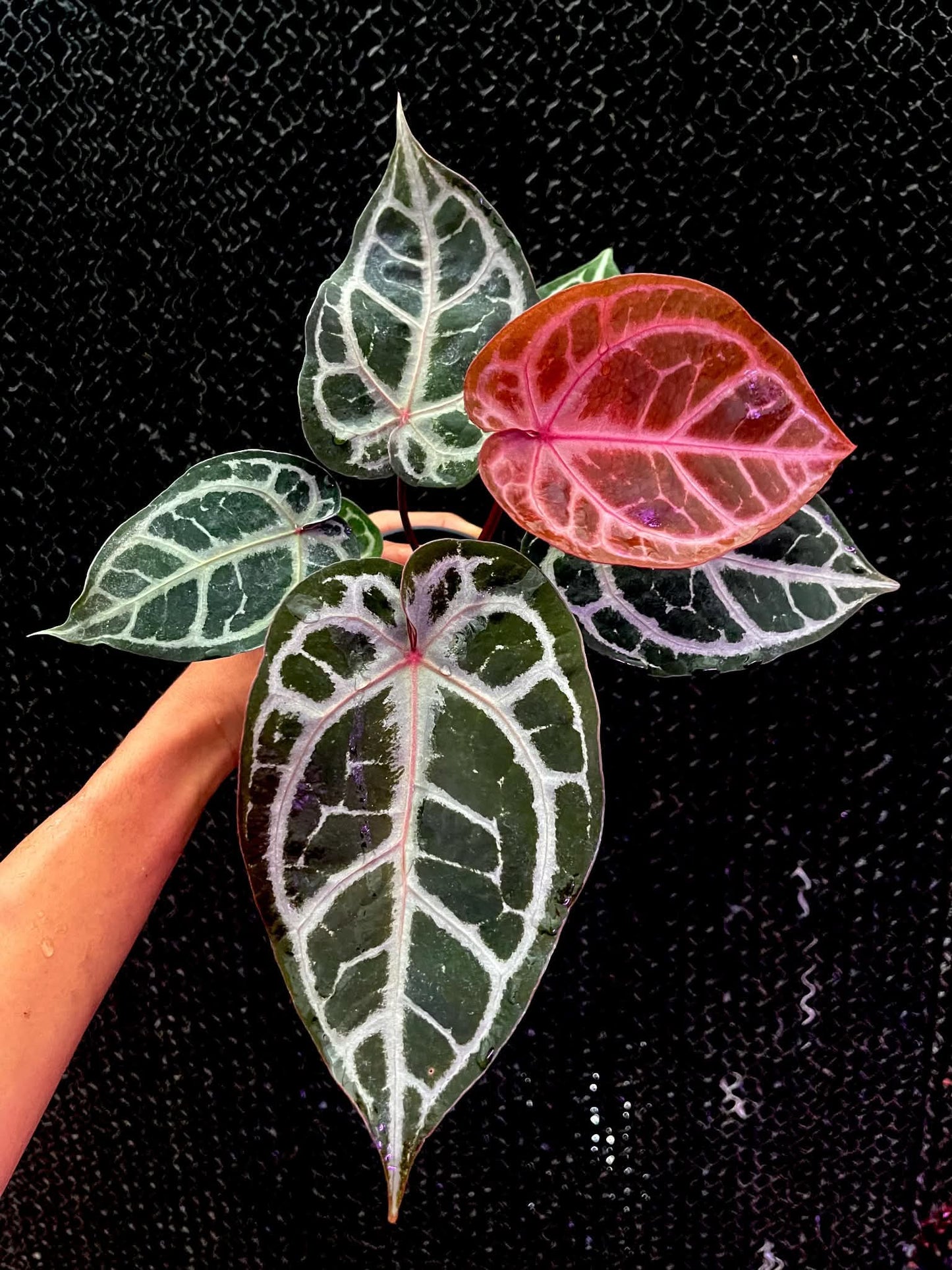 Selected - Anthurium ( SKG Pink Lemonade x RC) x (Michelle Long Form x Zara) by Han Kirok
