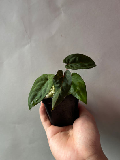 Anthurium Red Chocolate x (Ree Garden x RL )