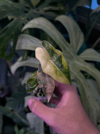 Alocasia Pseudo Aurea