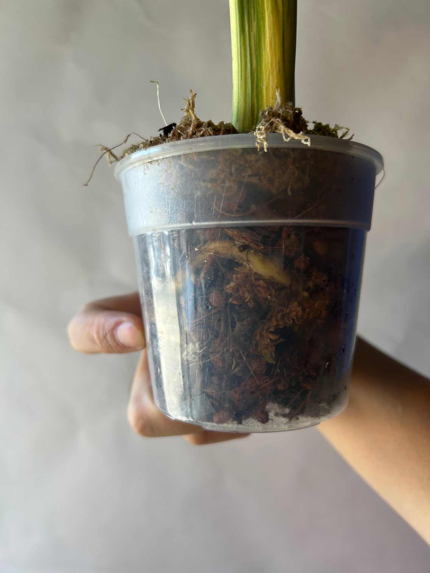 Monstera Deliciosa Vietciosa