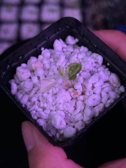 Variegated (Crystallium x AOS) x (SKG Pink Lemonade x RC)