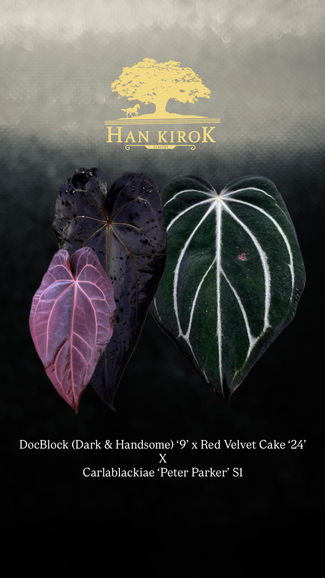 DocBlock (Dark & Handsome) ‘9’ x Red Velvet Cake ‘24’ X Carlablackiae ‘Peter Parker’ S1