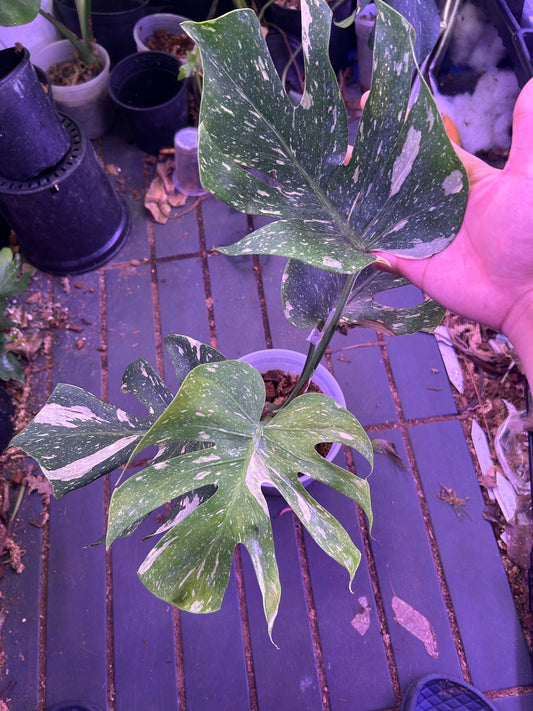 Monstera Medusa - 4 Leafs