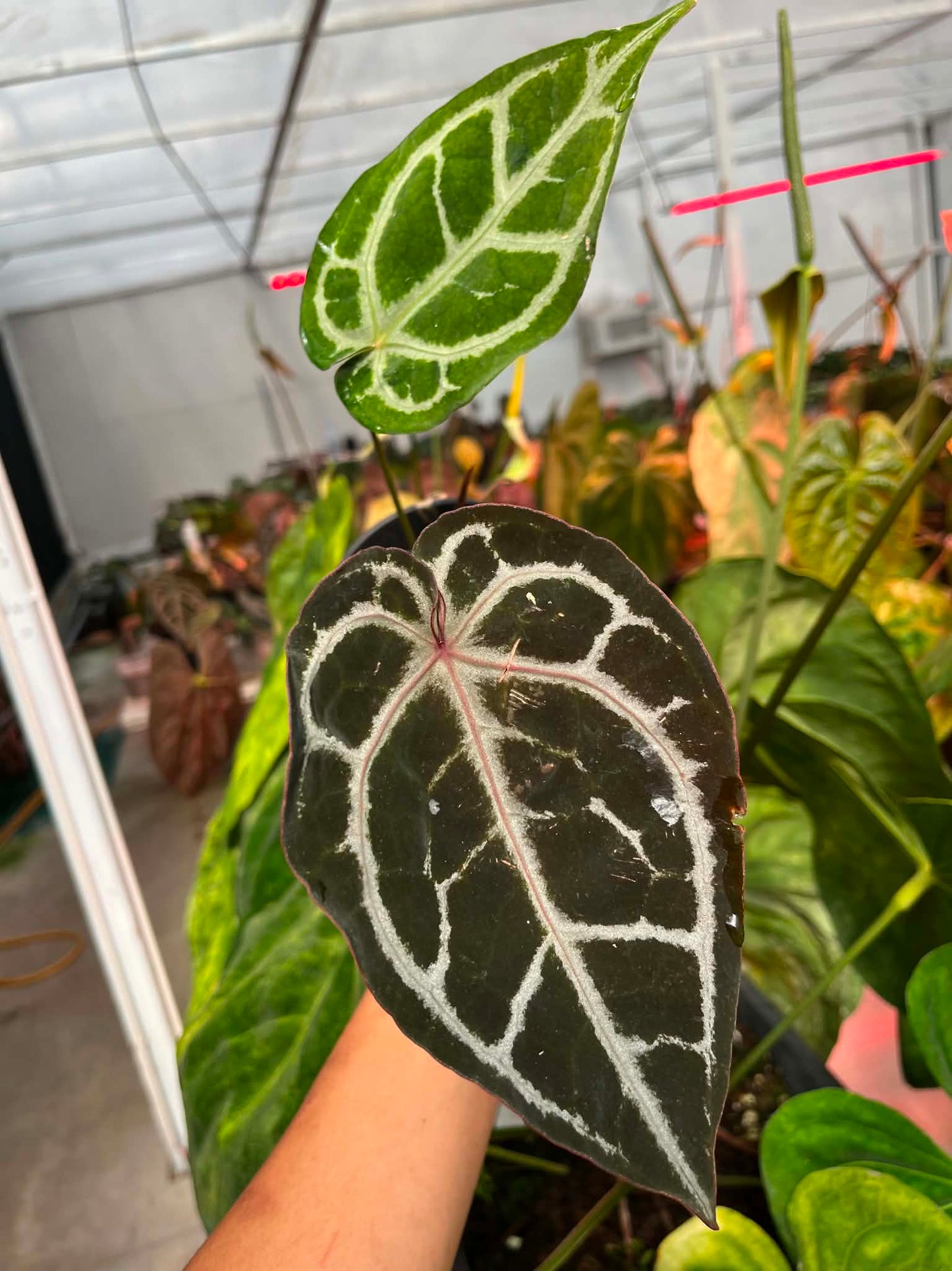 Selected - Anthurium (SKG Pink Lemonade x RC) x ( Zara x Michelle) by Han Kirok