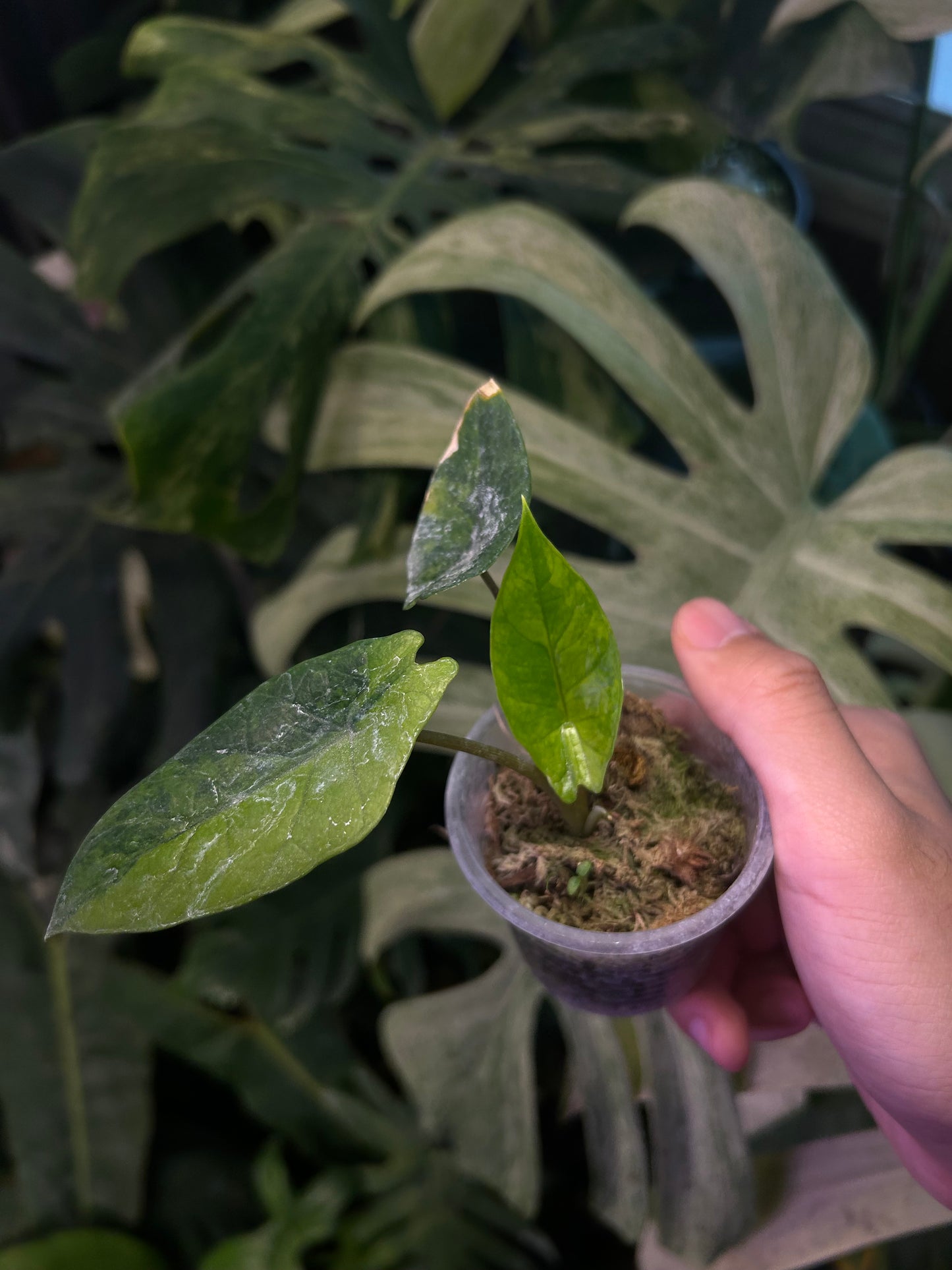 Alocasia Scalprum Aurea