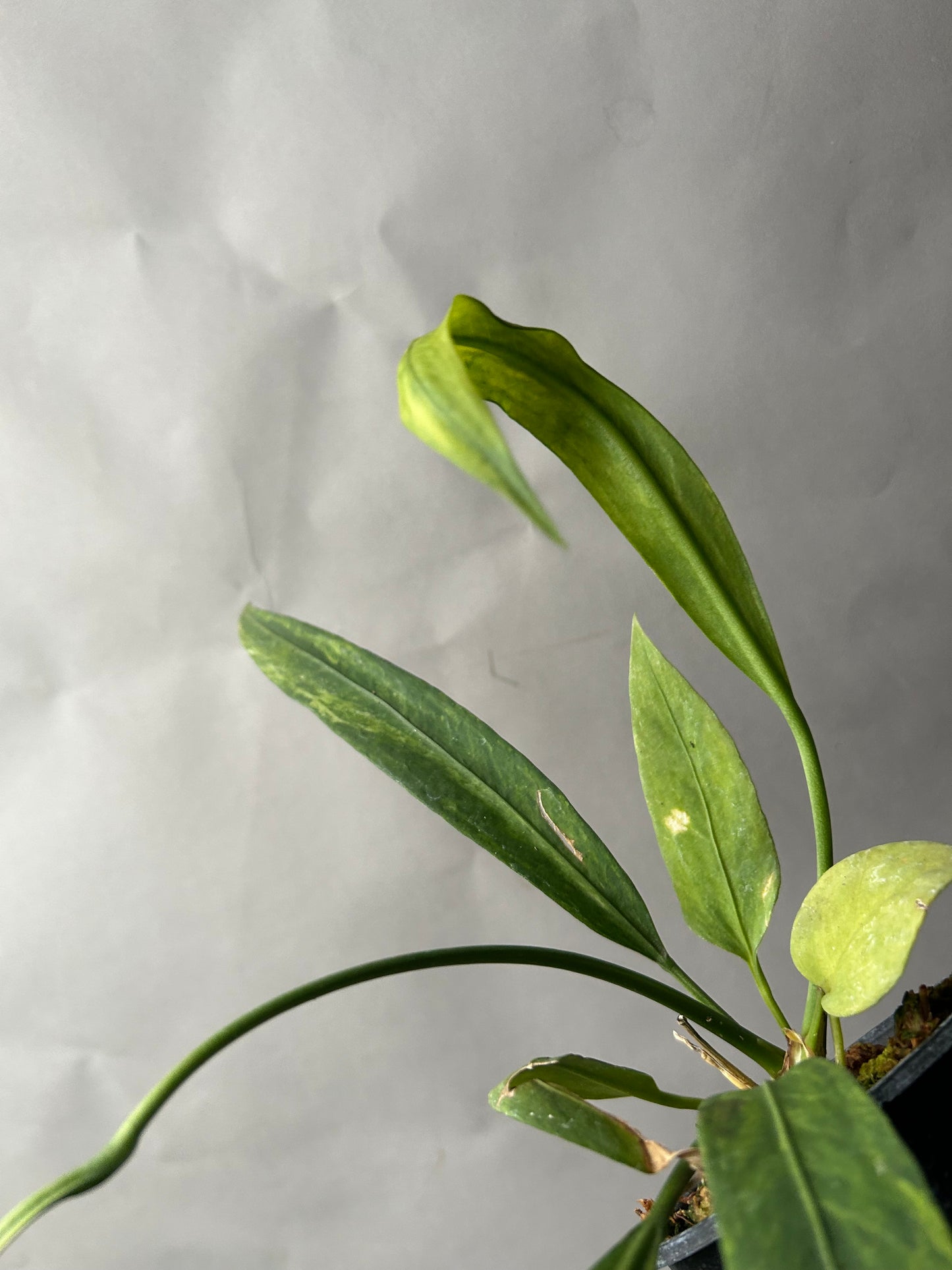 Anthurium Vittarifolium Variegated
