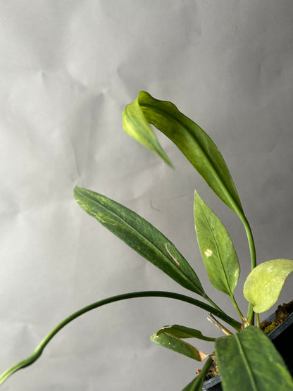 Anthurium Vittarifolium Variegated