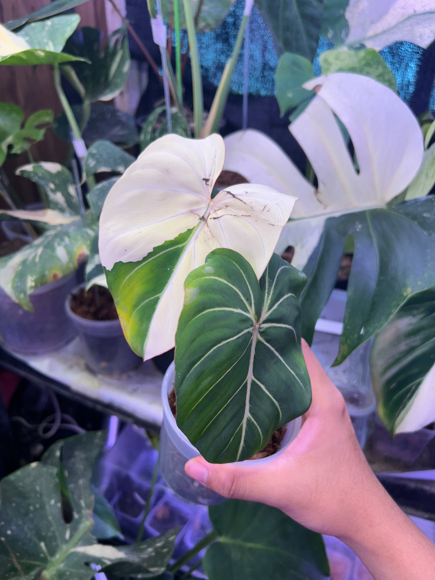 Philodendron Gloriosum Albo Type 1