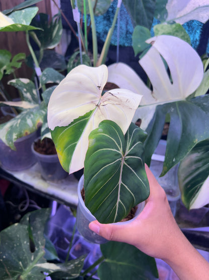 Philodendron Gloriosum Albo Type 1