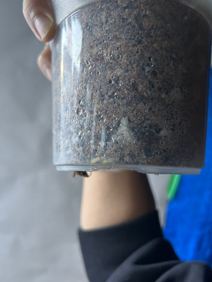 Monstera Deli x Bors Mint ( Jungle Mint)