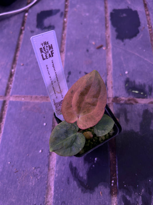 Selected - Variegated (Crystallium x AOS) x (SKG Pink Lemonade x RC) by TN