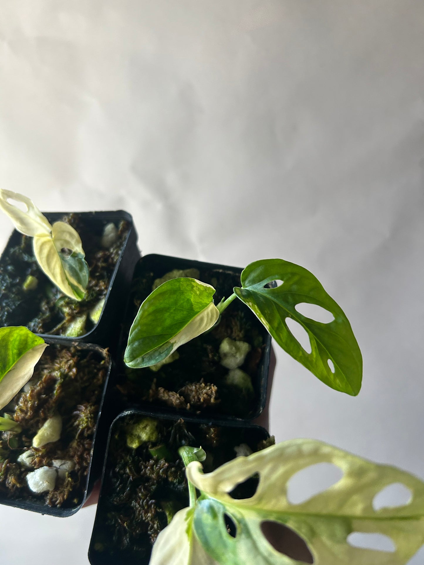 Set of 4 Monstera Adansonii Tricolor aka Albo